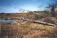 Willows on mound for bass structure