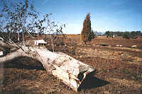 Big pecan tree for bass structure