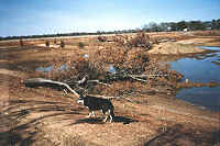 Tree and Sheba on dam