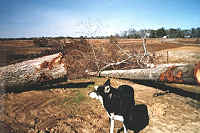 Large trees on island