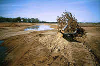 Tree structure on mound