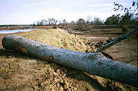 Big tree on side of island