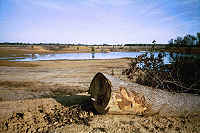 Tree on top of island