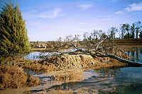 Cedar tree marks hole and ditch for bass
