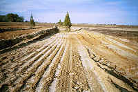 Sandy road for bream beds