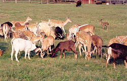 Its corn time for Earl's animals