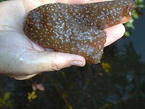 A cellulose blob of bryozoa
