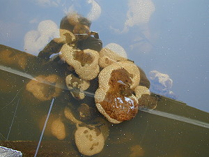 Bryozoa attached to pier piling