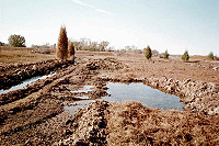 Cedar trees marking submerged structure