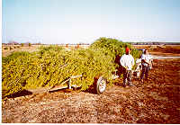 Chris and Alvin Cannon with another load of cedar trees for Donavan Lake