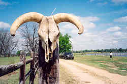 Cowskull at Sturdivant Lake