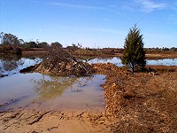 Cedar tree marks deep hole for bass