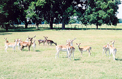 Fallow deer herd