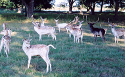 fallow deer