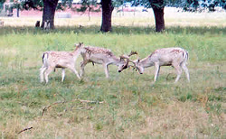 Fallow bucks establishing peck order