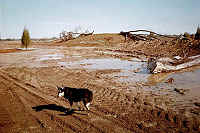 Sheba walking between islands with heavy structure