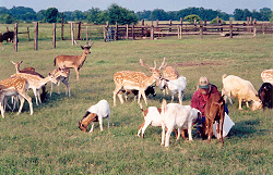 Earl feeds the animals