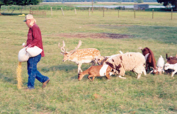 Earl Washburn, farm manager, feeding the animals corn