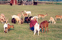 Earl feeding his animals