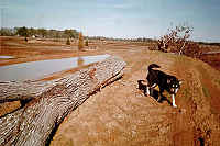 Trees on islands with dog Sheba