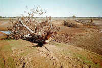 Logs on island for bass structure