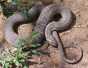 Nerodia water snake