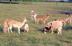 sheep and goats in wildlife pasture