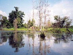 Swamp Lake
