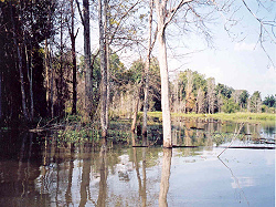 Swamp Lake