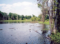 Swamp Lake