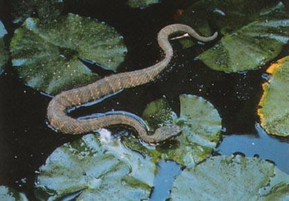 Cottonmouth